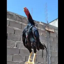 Venda de aves em santa cruz MG E REGIÃO 🐦🦃🦚🐓🐔