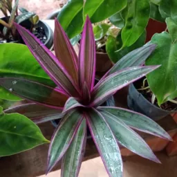 Só planta