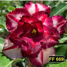 Venda de rosa do deserto