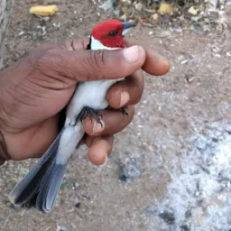 Só trocas e vendas nada de jogos