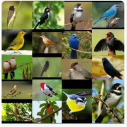 Pássaros da nossa fauna