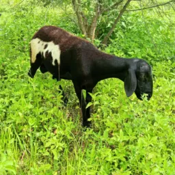 RIFA DE UM CARNEIRO 🐏