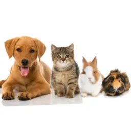 Vendas e doaçãos de animais 🐕🦺🐱🐷🐰🐎