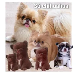 Chihuahua pelo longo e curto
