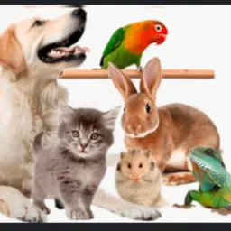 #MGA 95 Doação de Animais Maringá e região ll