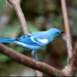 🔵Pipiras azuis da cohab🔵