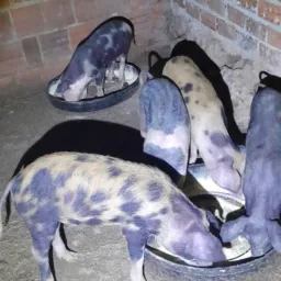 Vende e troca de animais General Sampaio e região