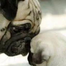 Venda e Criação Pug!!🐕🐕🐕