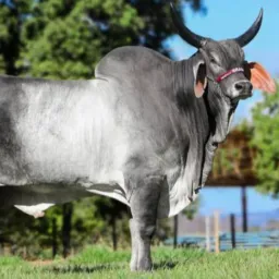 SÓ GADO/ PURO BOVINO
