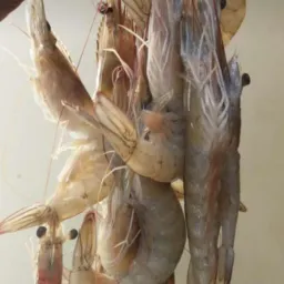 Venda e compra e rolo. Divulgação Praia de Mauá