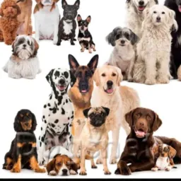 🐕🦺Grupo canil🐕🦺 grupo🐕🦺 só 🐕🦺para cães🐕🦺