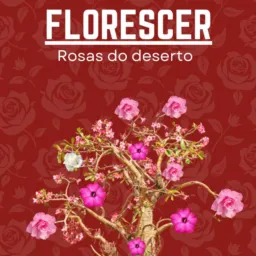 Florescer Rosa do deserto