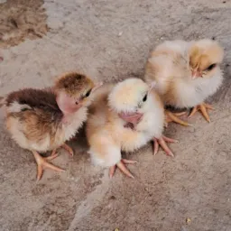 Vendas de AVES CARIRI CE 88