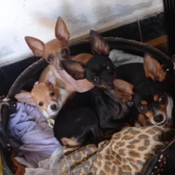 Criadores de pinscher