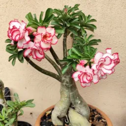 Colecionador de Plantas e Rosa do Deserto