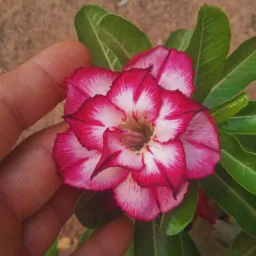 Vendas e trocas de plantas em geral🌱🌹🌻🌼