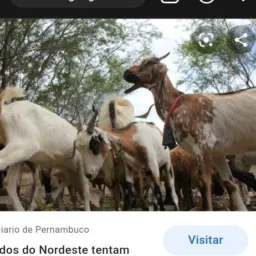 Compra e vendas de flores🐐🐑🐖🐎