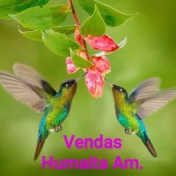 Humaitá vendas online 💶💵🪙