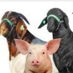 🐑🐏🐖Rifa de Caprinos, Ovinos e Suínos de Januária MG🐏🐑🐖