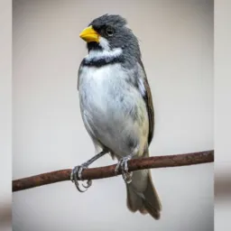 Passarinheiros da Baixada santista (013)🐦🐦⬛