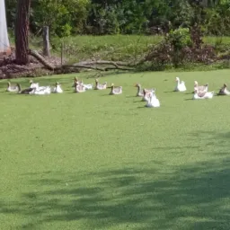 Venda e troca de bichos pelotas