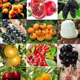 Grupo de vendas de frutíferas e palmeiras em geral de santo Antônio de matupi km 180