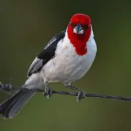 Rolo de passarinho🐦🦩🪿🦅