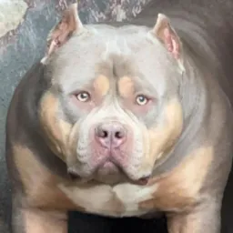 ⚜️Criadores Pitbull Brasil⚜️