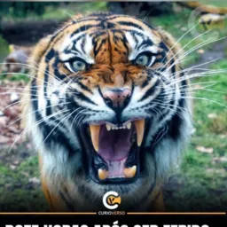 Foliões tigre 2026 bela vista