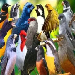 CRIADORES DE PÁSSAROS, AVES, E VENDAS DE GAIOLAS FORTALEZA CE