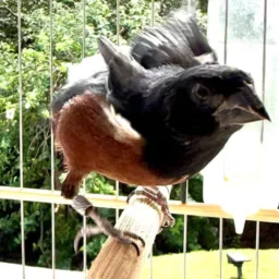 Amantes Dos Cúrio 🦅😍