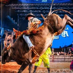 Bull Rider Rodeio Oficial 🤠🦬