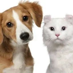 Doação. Remédios. E ajuda para pets águas lindas e df