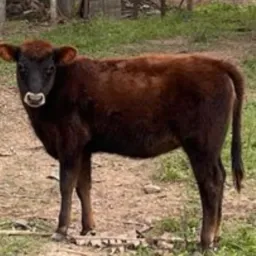 Rifa relâmpago R$30,00