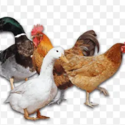 Brick de galinhas garnisé ganso patos etc. Capão jardim América 🐔🐓🐣🦆🦢