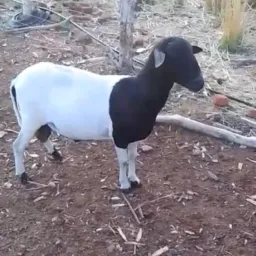 Rifa de um carneiro reprodutor