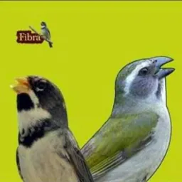 🇸🇲Passarinheiros angra frad🇸🇲
