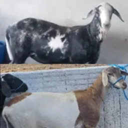 🐄🐐TEM COMÉRCIO🐃🐓