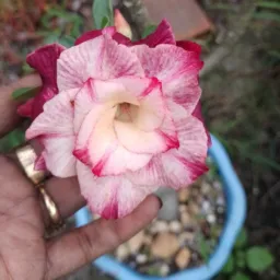 Abadia e Ju Flores