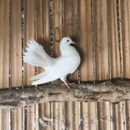 Grupo de aves