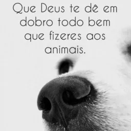 ❤🐶Doação de Animais🐶❤