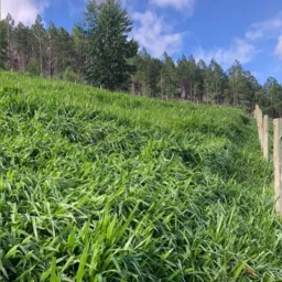 Mudas de pastagens e reflorestamentos 🌱🌱