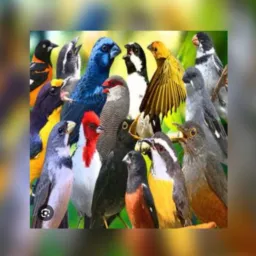 Ibirité e região — aves de qualidade 🔥🐦⬛