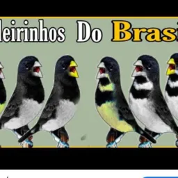 Vendas e troca d pássaros