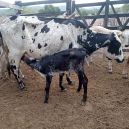 Rifa de uma vaca parida