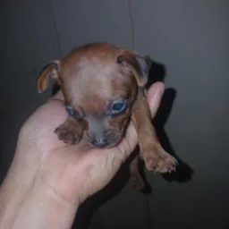 Pinscher Rondônia