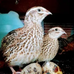 MANEJO E DICAS SOBRE CODORNAS🐣