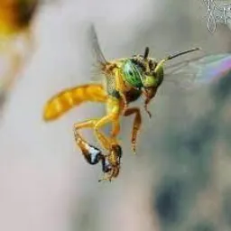 🐝Abelhas Nativas região 014🐝