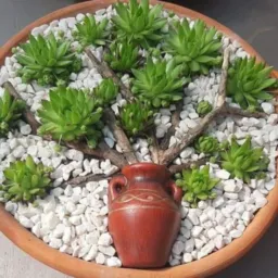 Plantas e vasos🌹🌵