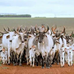 Agro a maior compras e vendas de cavalo e gados